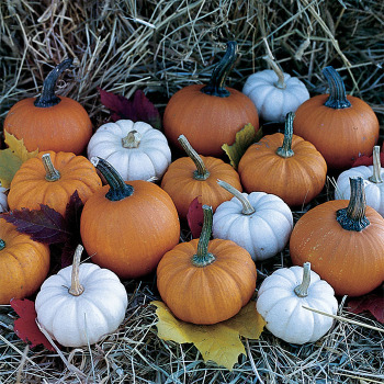 Jarrahdale pumpkin